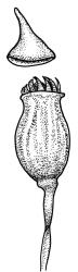 Campylopodium lineare, capsule with operculum, dry. Drawn from W. Bell 618, CHR 515999.
 Image: R.C. Wagstaff © Landcare Research 2018 